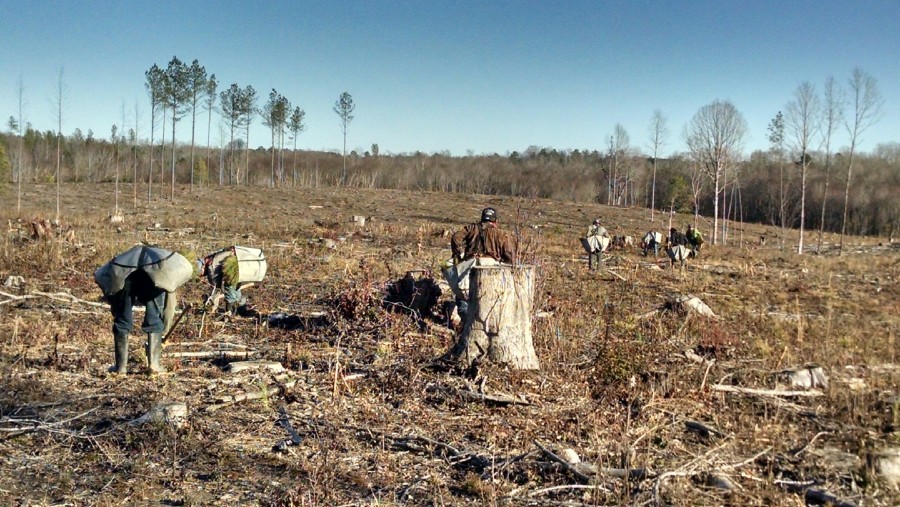 Rock Springs Forestry provides Tree Planting services to its clients.