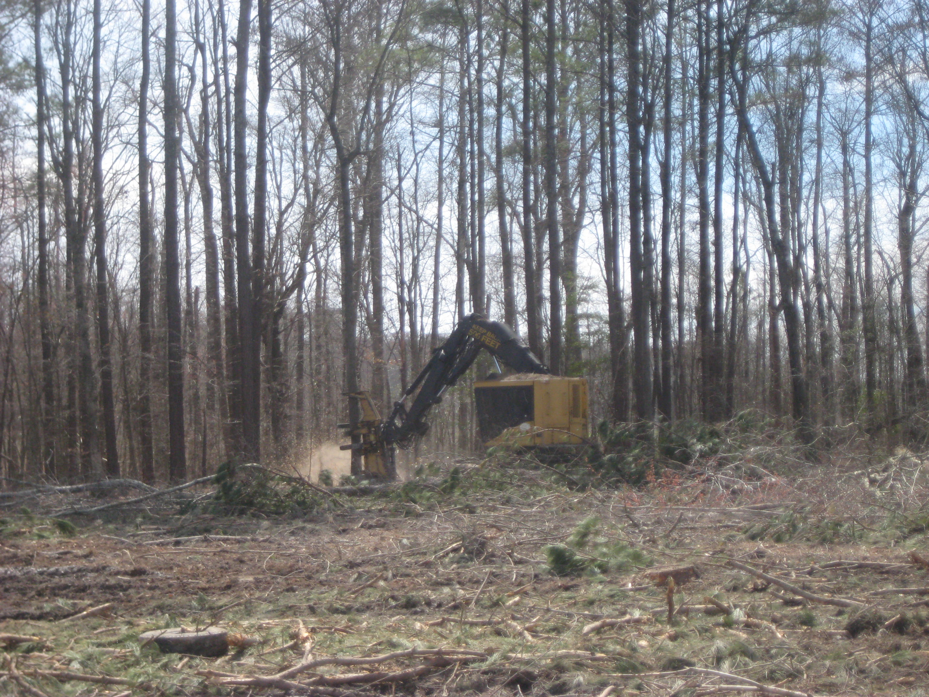 Clearcutting