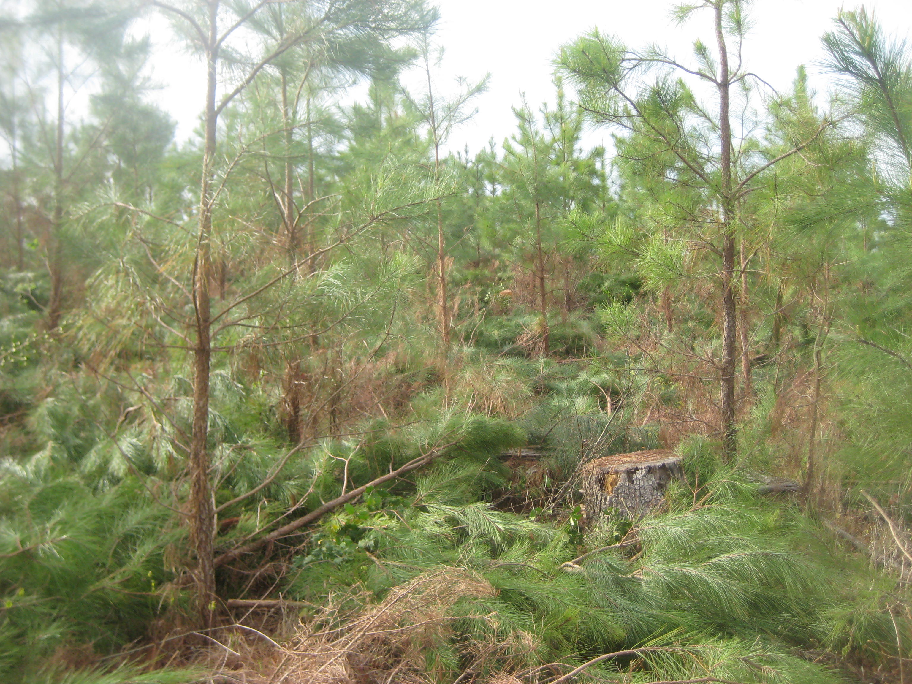 Rock Springs Forestry provides pre-commercial thinning for our clients.