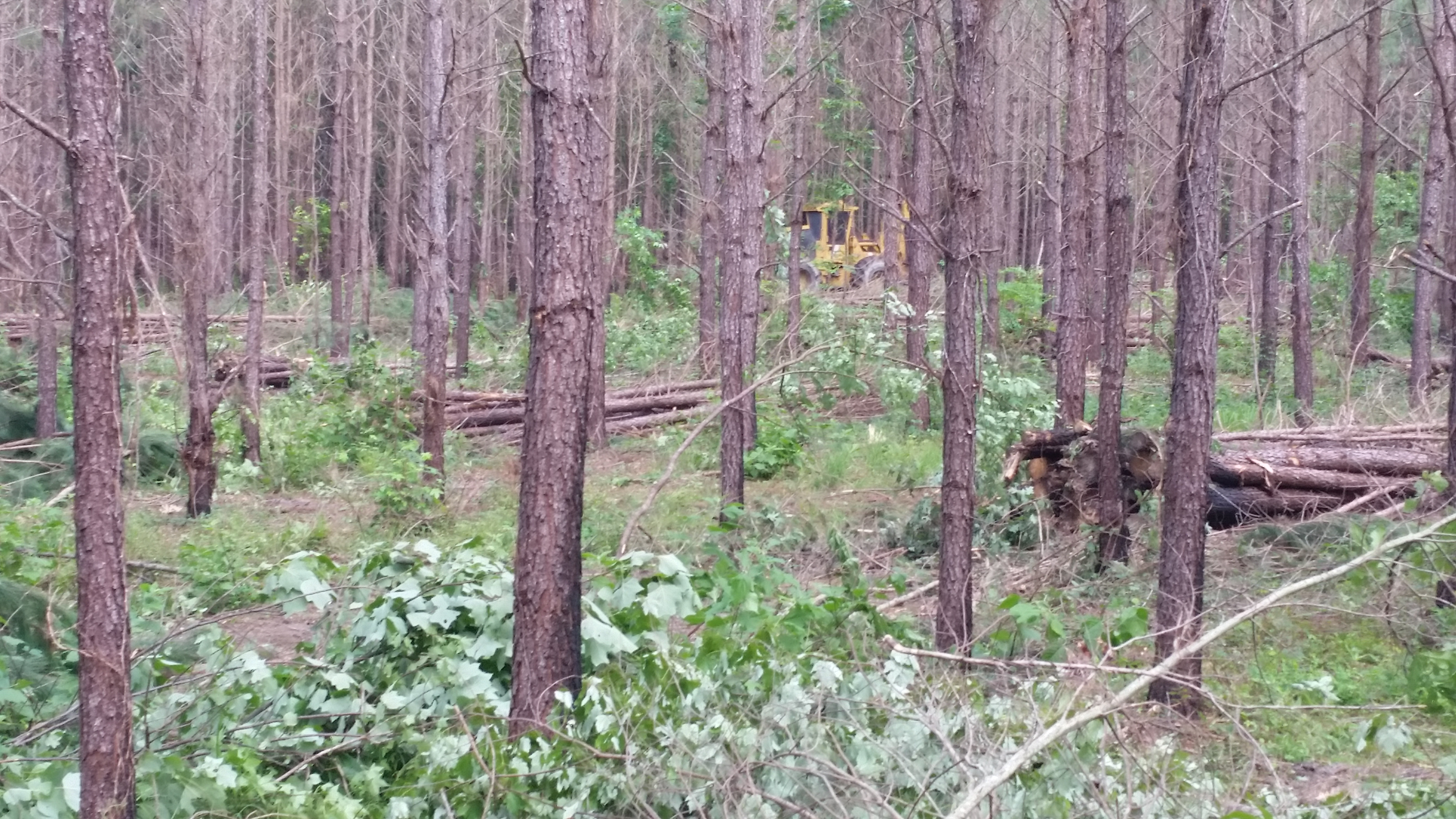 Rock Springs Forestry sells Thinnings for their clients.