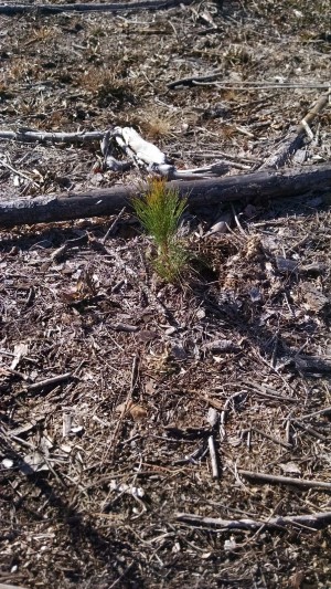 Rock Springs Forestry provides Forestry Management services to its clients including tree planting, tree spraying, and other forestry management services.