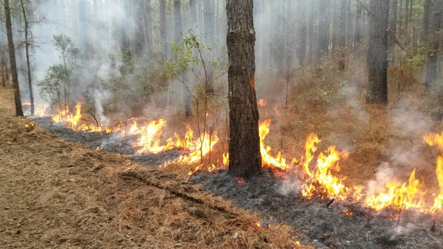 Rock Springs Forestry provides Prescribed Burning services for our clients.
